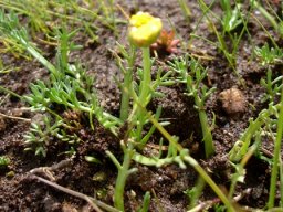 Cotula leptalea leaf lobe developments